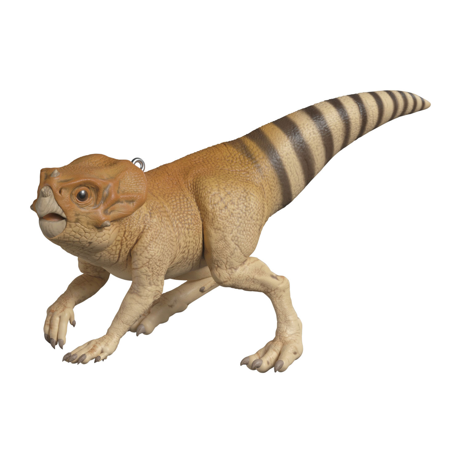 "Dolores" the Aquilops