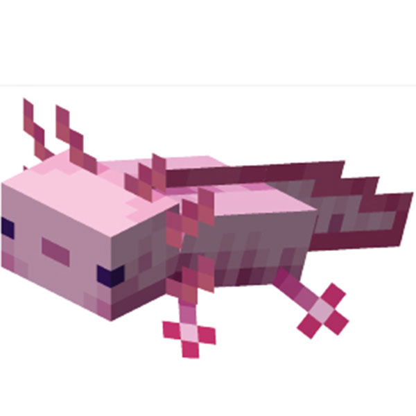 Axolotl