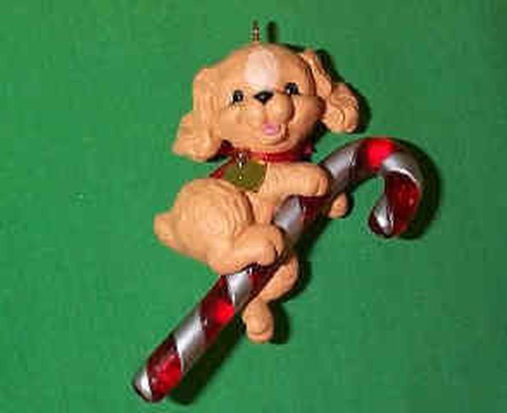 Cocker Spaniel