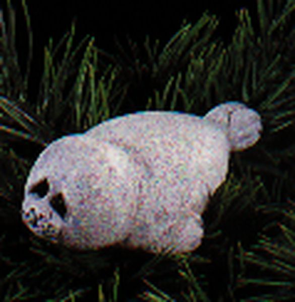 Lou Rankin Seal
