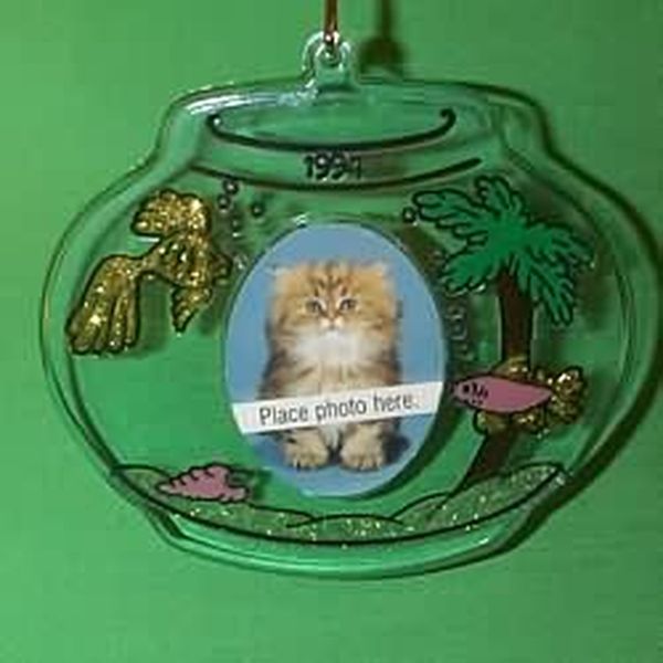 Special Cat