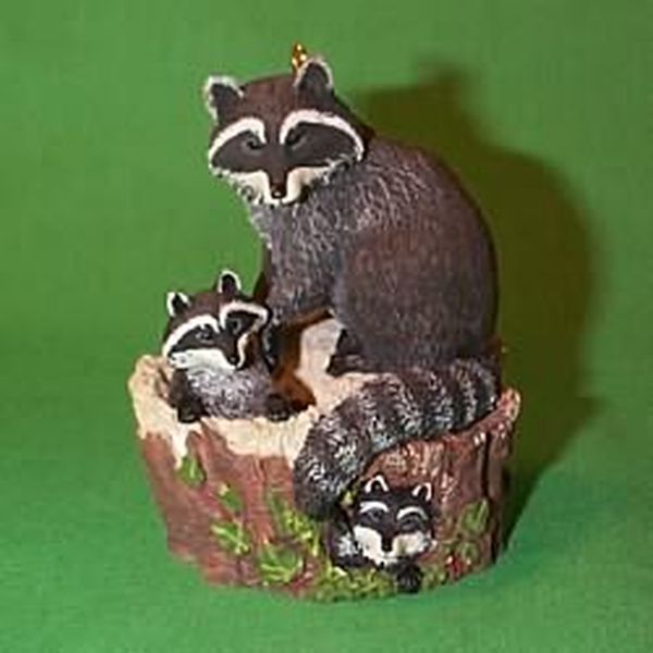 Curious Raccoons