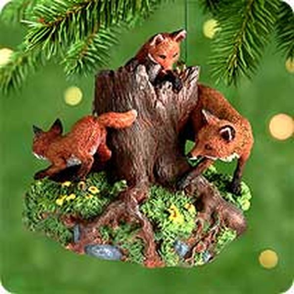 Foxes in the Forest