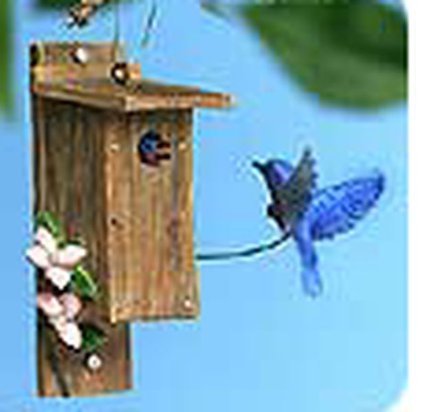 Eastern Bluebird
