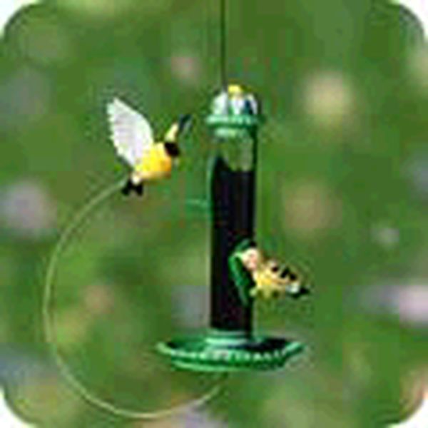 American Goldfinch