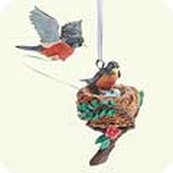 American Robin