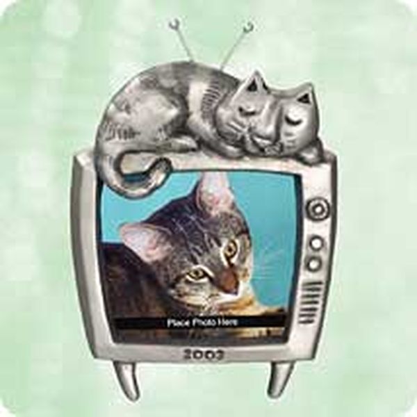 Special Cat