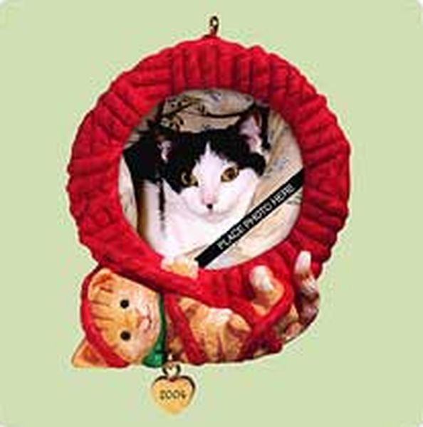 Special Cat