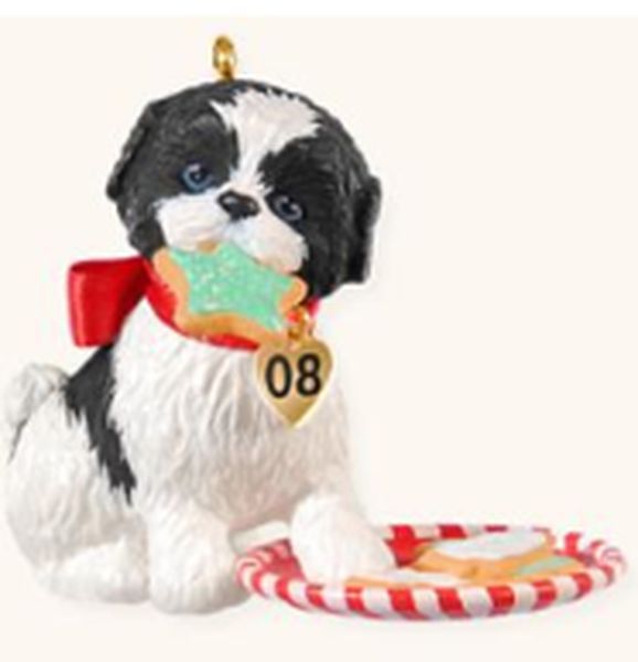 Shih Tzu
