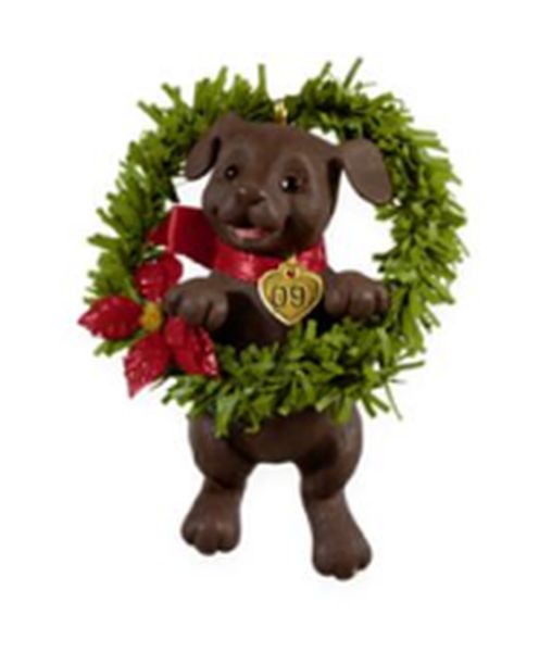 Chocolate Lab