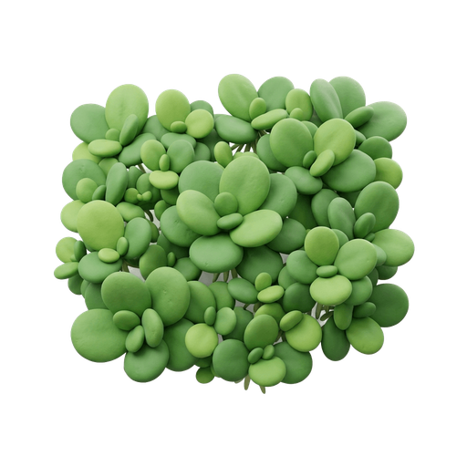 Illustration of 萍, duckweed