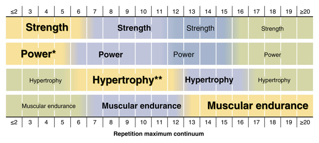 Continuum des répétitions : force, puissance, hypertrophie et endurance musculaire