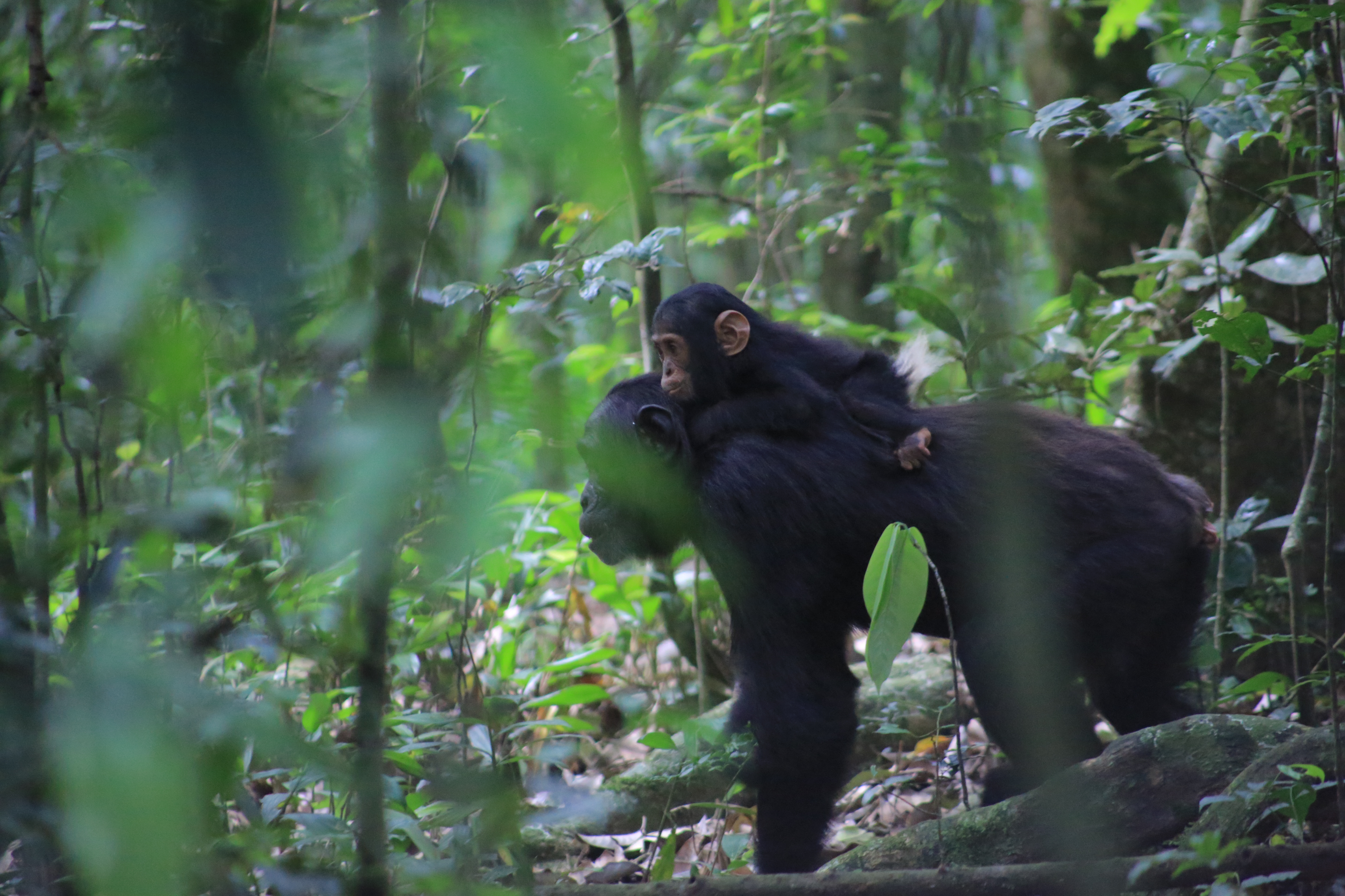 Chimpanzee Trekking in Uganda: An Unforgettable Adventure
