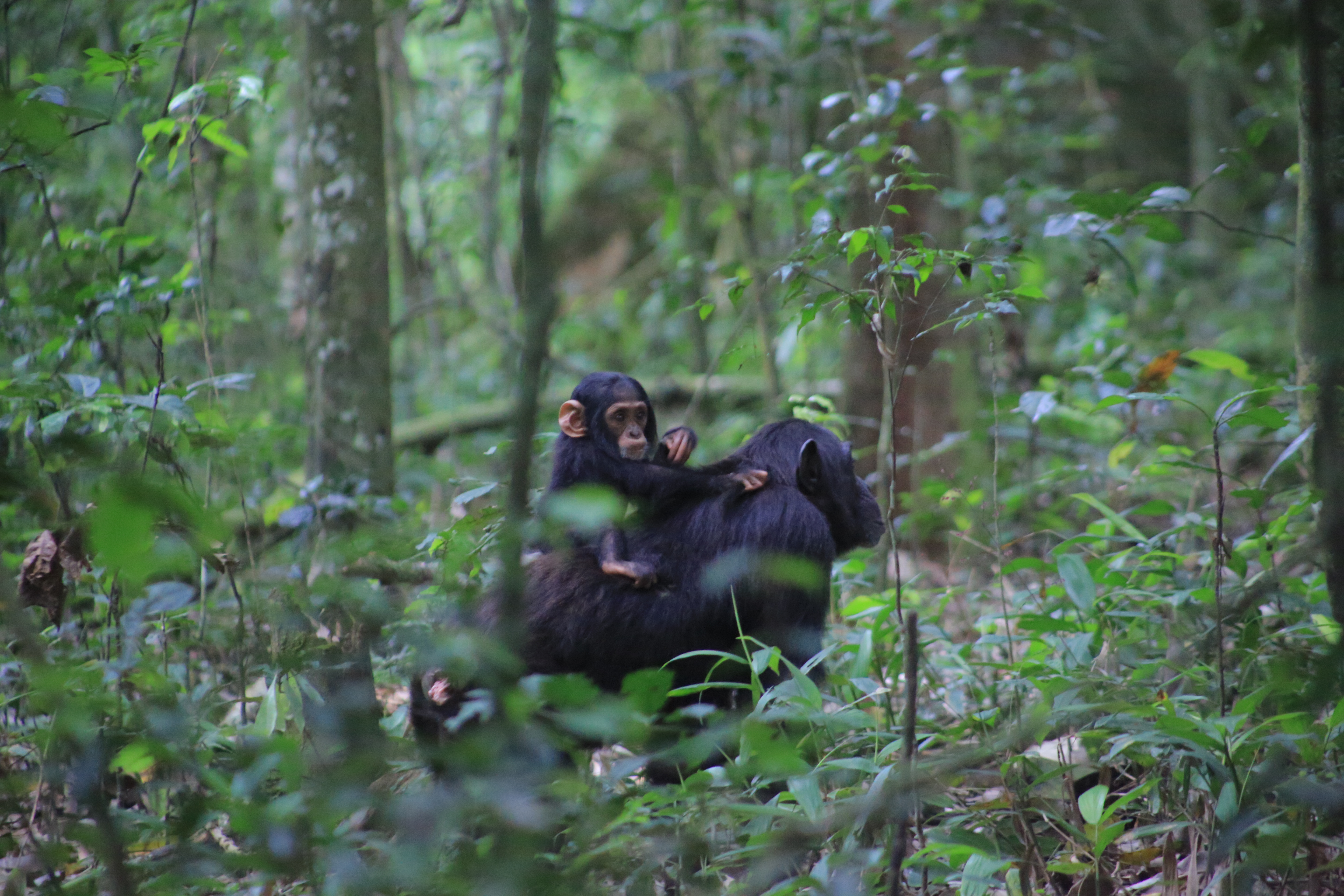 Reconnecting Uganda's Chimpanzee Corridor: A Conservation Story