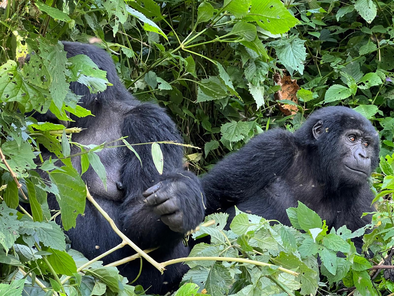 Gorilla Trekking in Uganda: An Unforgettable Adventure - Main Image