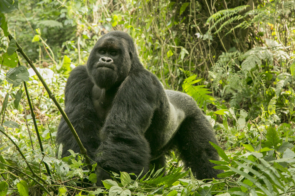 🦍 Meet the Gentle Giants of the Virunga