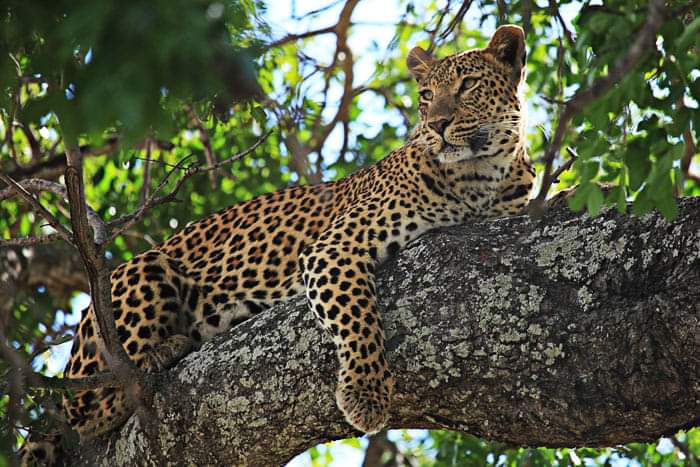 Wildlife Safari - Image 2
