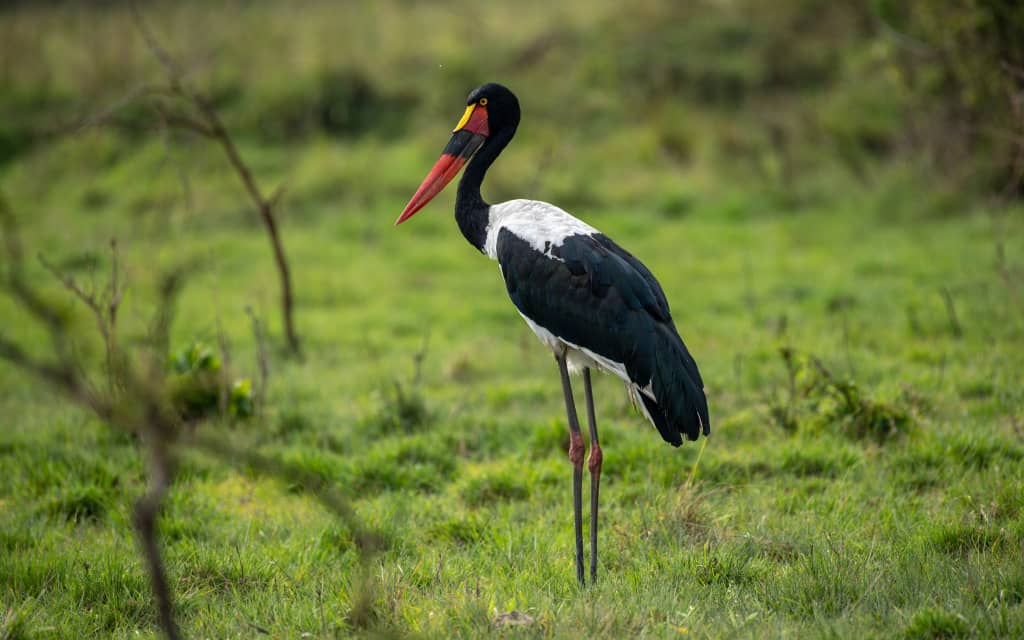 Bird Watching Tour - Image 1