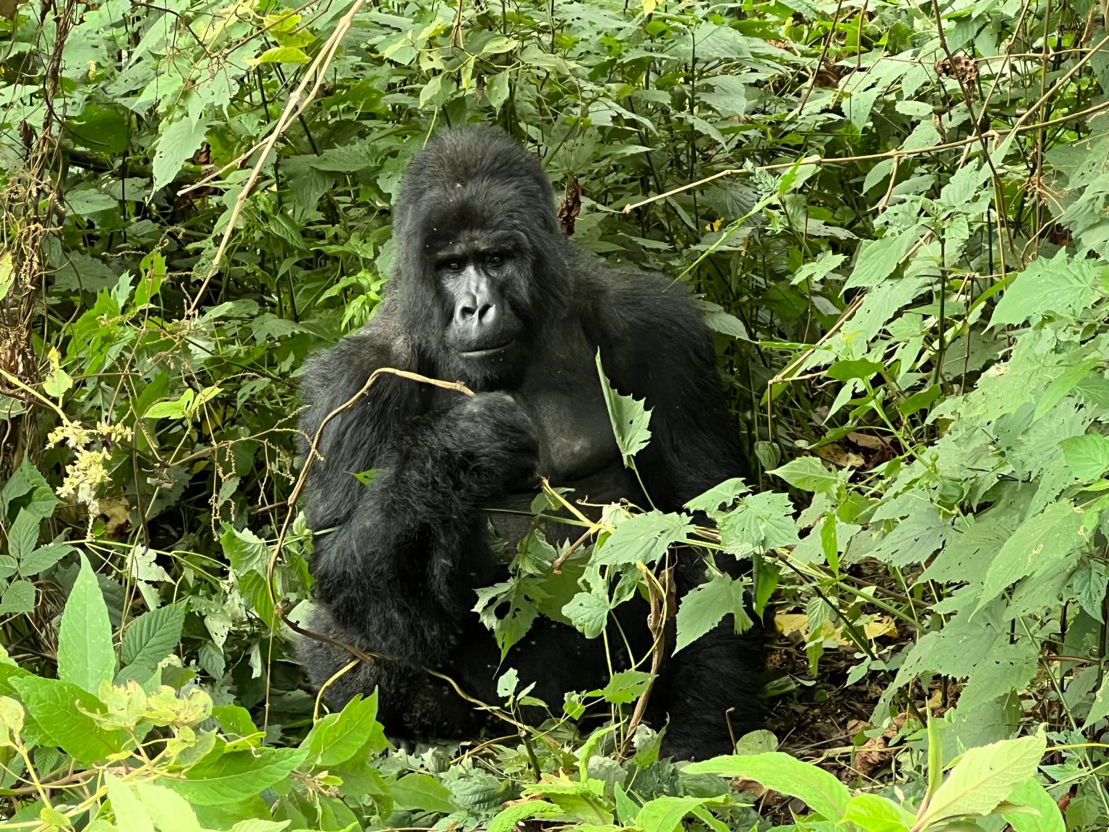 Chimpanzee Tracking