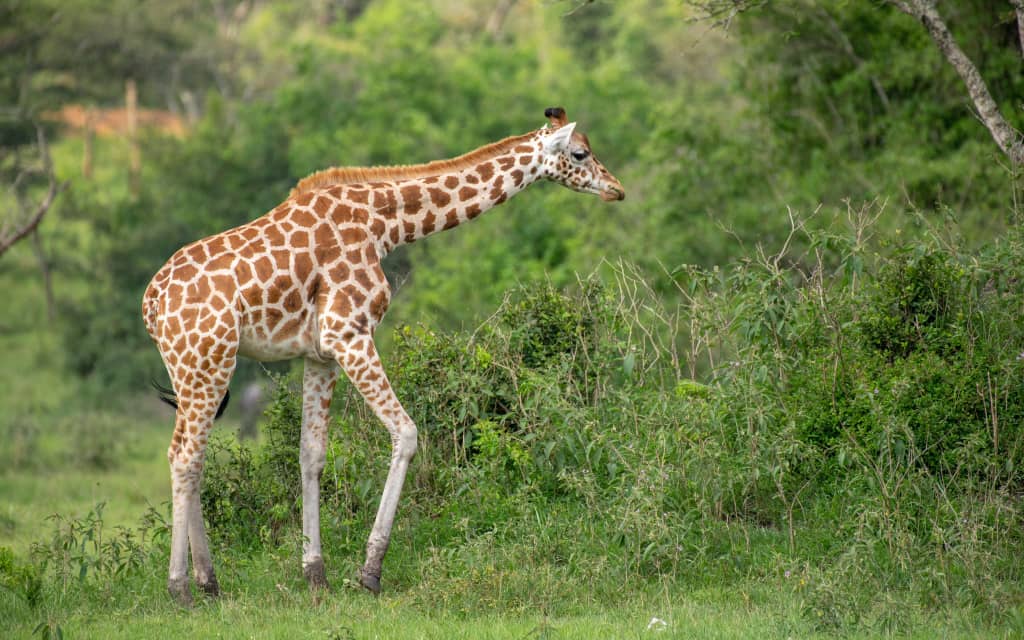 10 Days Primate and Wildlife - Image 2