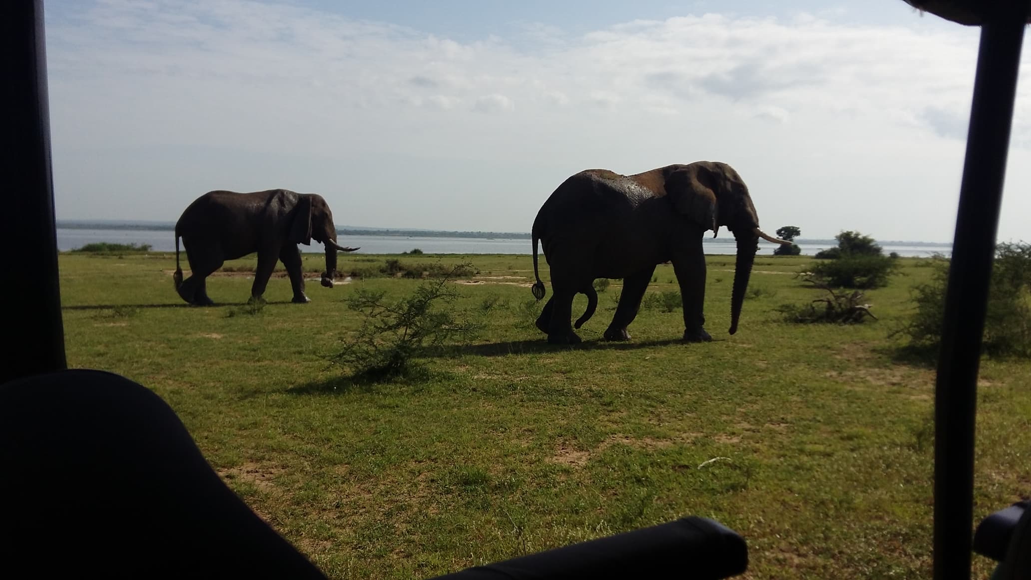 Wildlife Safari