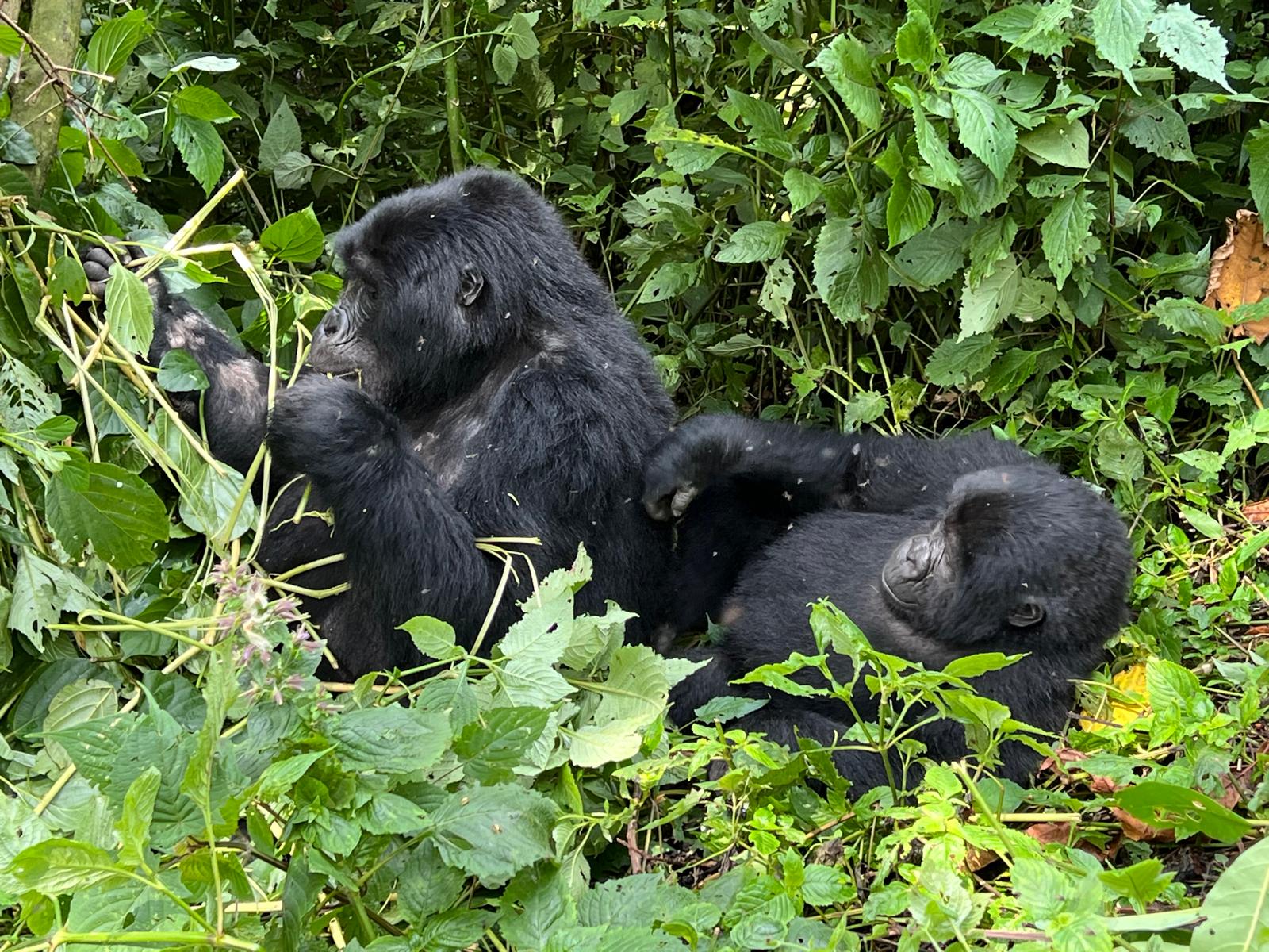 10 Days Primate and Wildlife - Image 5