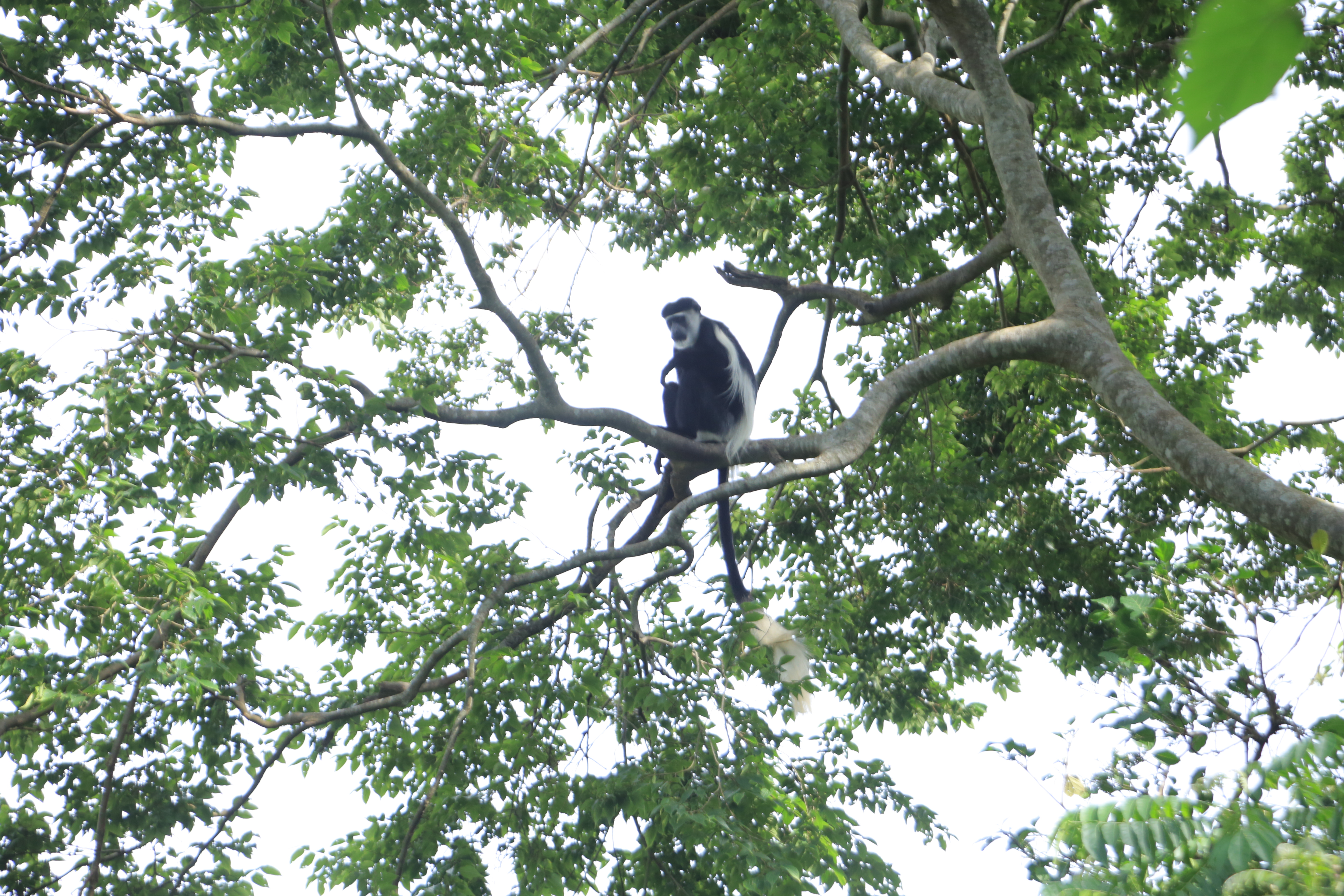 10 Days Primate and Wildlife - Image 4