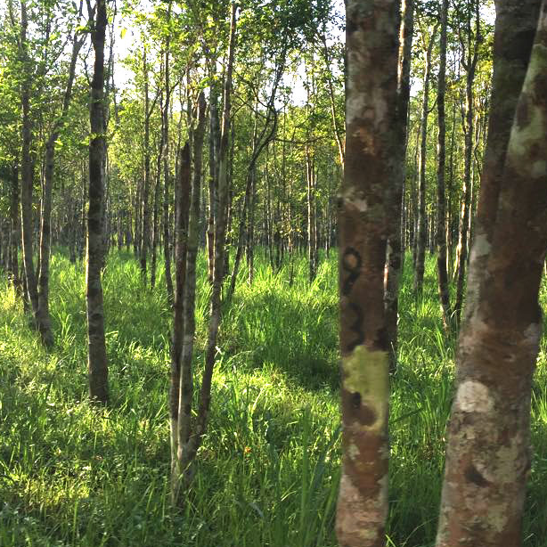 Thingrai – Agarwood (Scent of Stress)