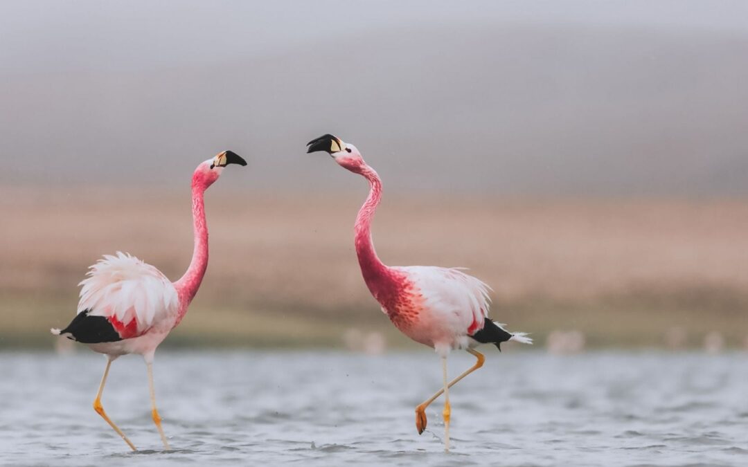 17 de Mayo - Tesoros Riojanos, Villa Union!