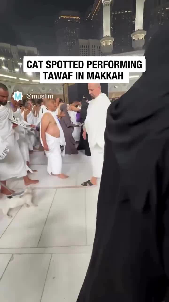 Cat's Tawaf in Makkah