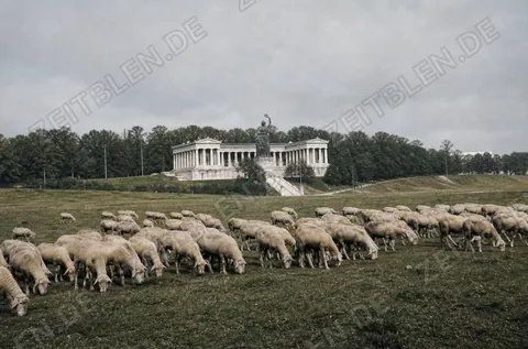 Schafherde vor Bavaria und Ruhmeshalle