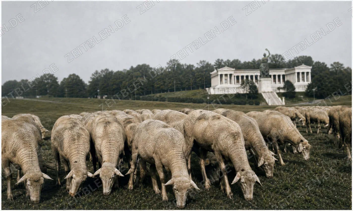 Schafe auf der Theresienwiese vor der Bavaria