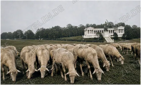 Schafe auf der Theresienwiese vor der Bavaria