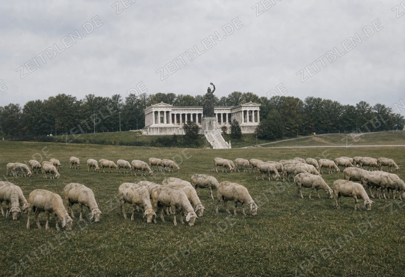 Weidende Schafherde vor der Münchner Bavaria