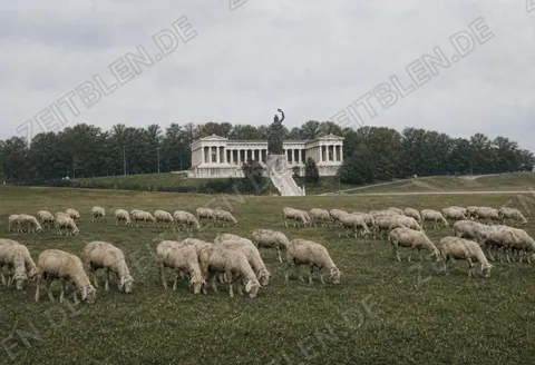 Weidende Schafherde vor der Münchner Bavaria