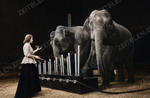 Elefantennummer im Circus Krone, Augustprogramm 1948