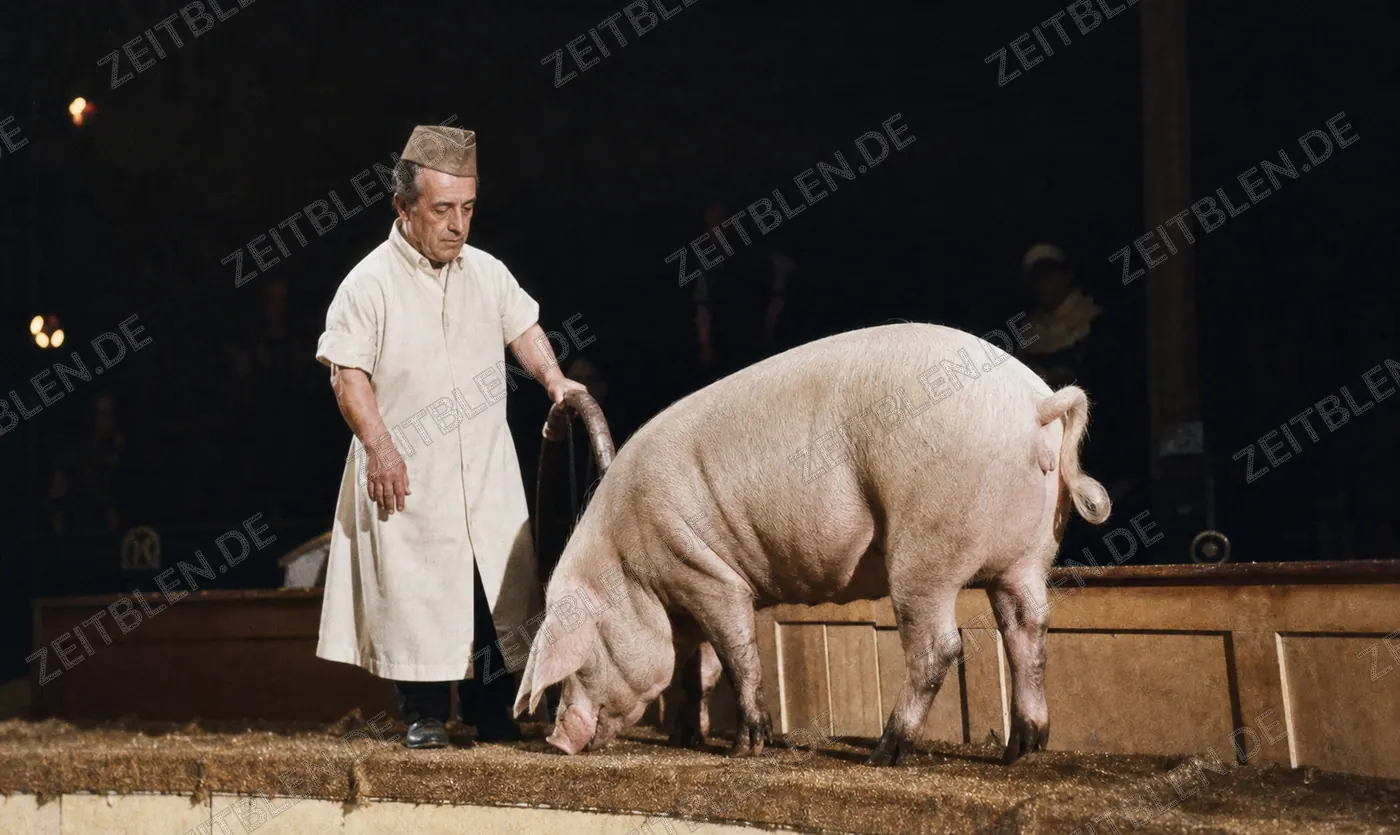 Tierdressur im Circus Krone, Augustprogramm 1948