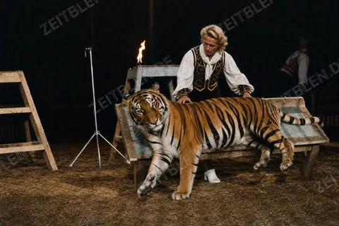 Tiger-Dressur im Circus Krone, Juliprogramm