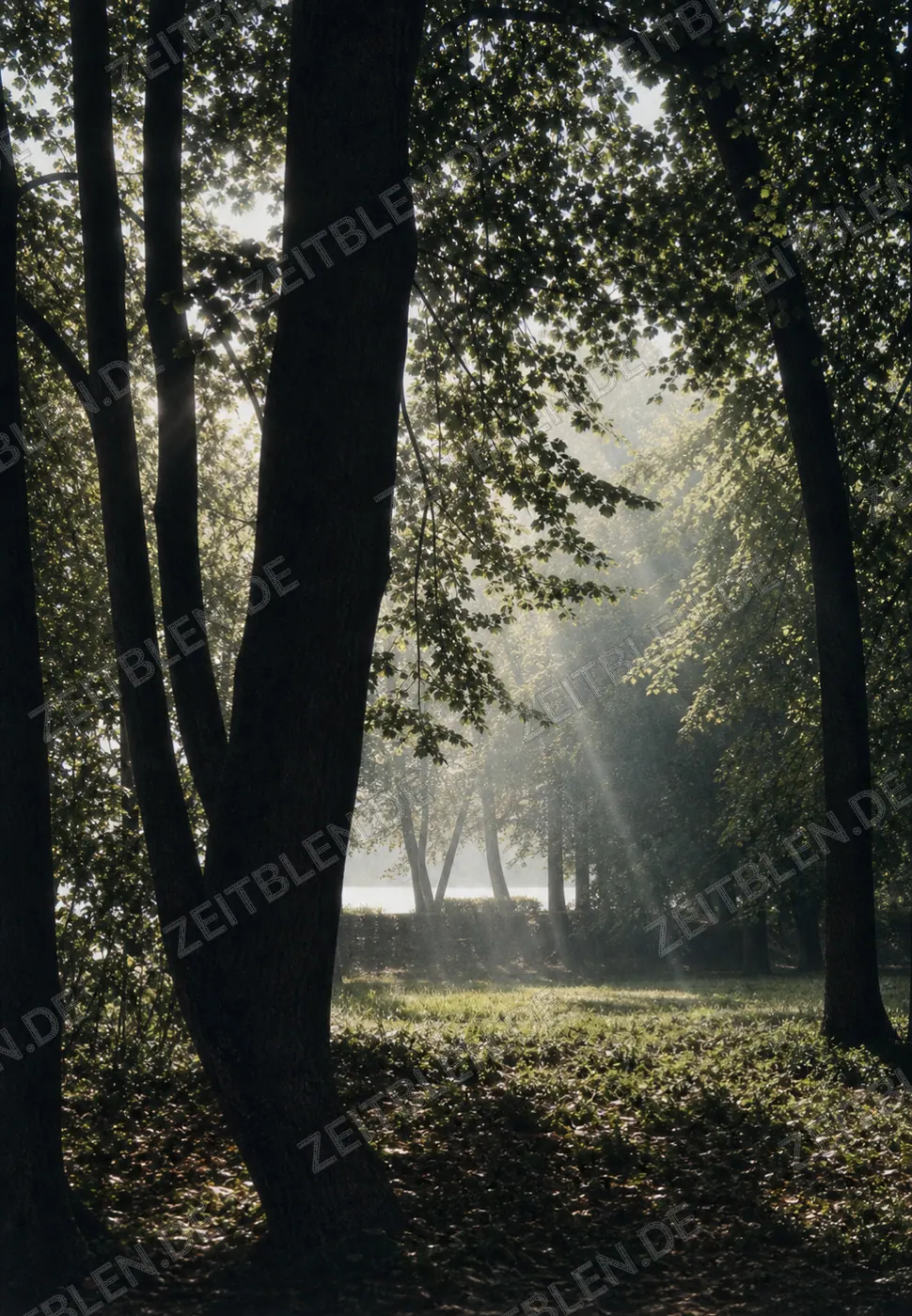 Baumlandschaft im Englischen Garten