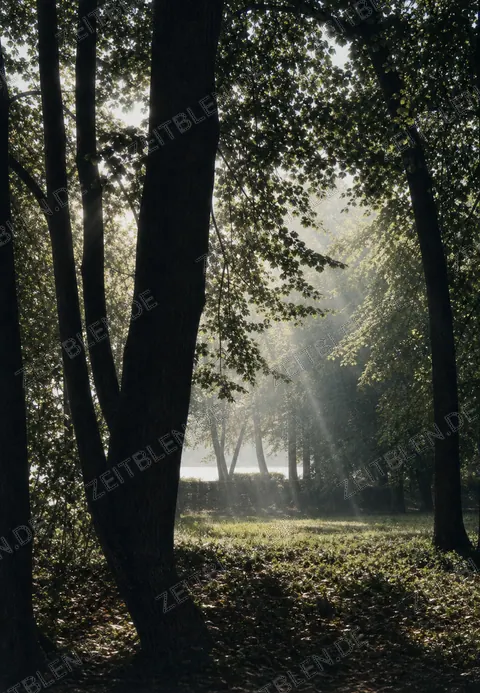 Baumlandschaft im Englischen Garten