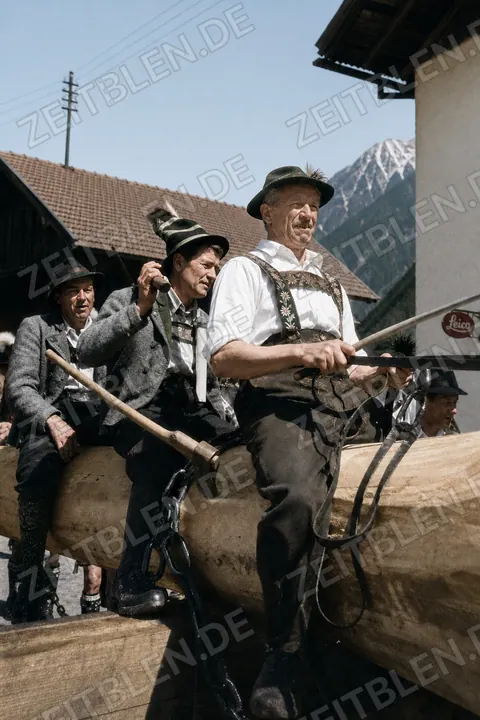 Helfer sichern den Maibaum beim Aufstellen in Farchant