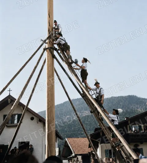 Männer richten den Maibaum in Farchant auf