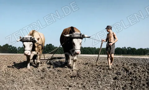 Pflügen mit Zugrindern an der Landwirtschaftsschule Schönbrunn
