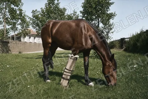 Pferd mit tierärztlicher Ausrüstung, 1947