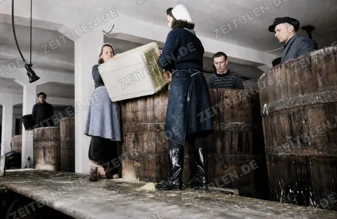 Sauerkrautproduktion bei Durach in München