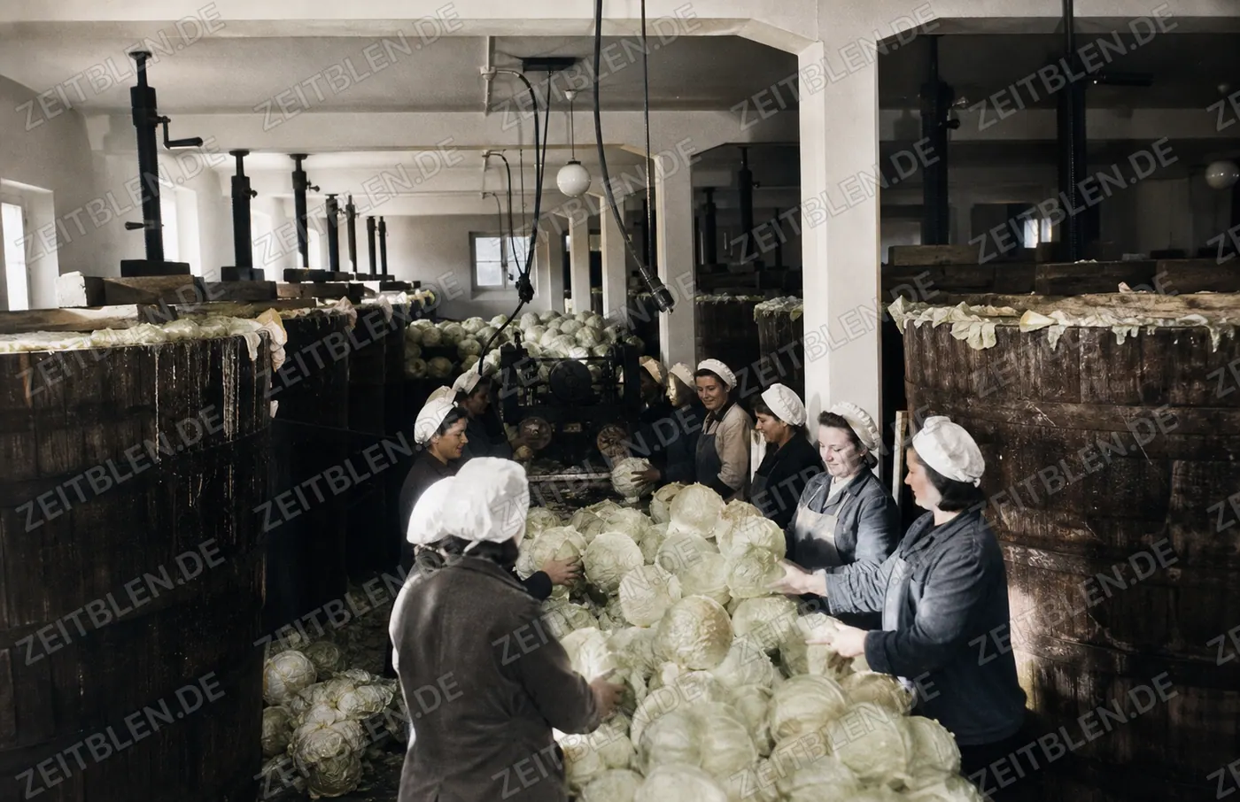 Kohlvorbereitung in der Durach-Sauerkrautfabrik