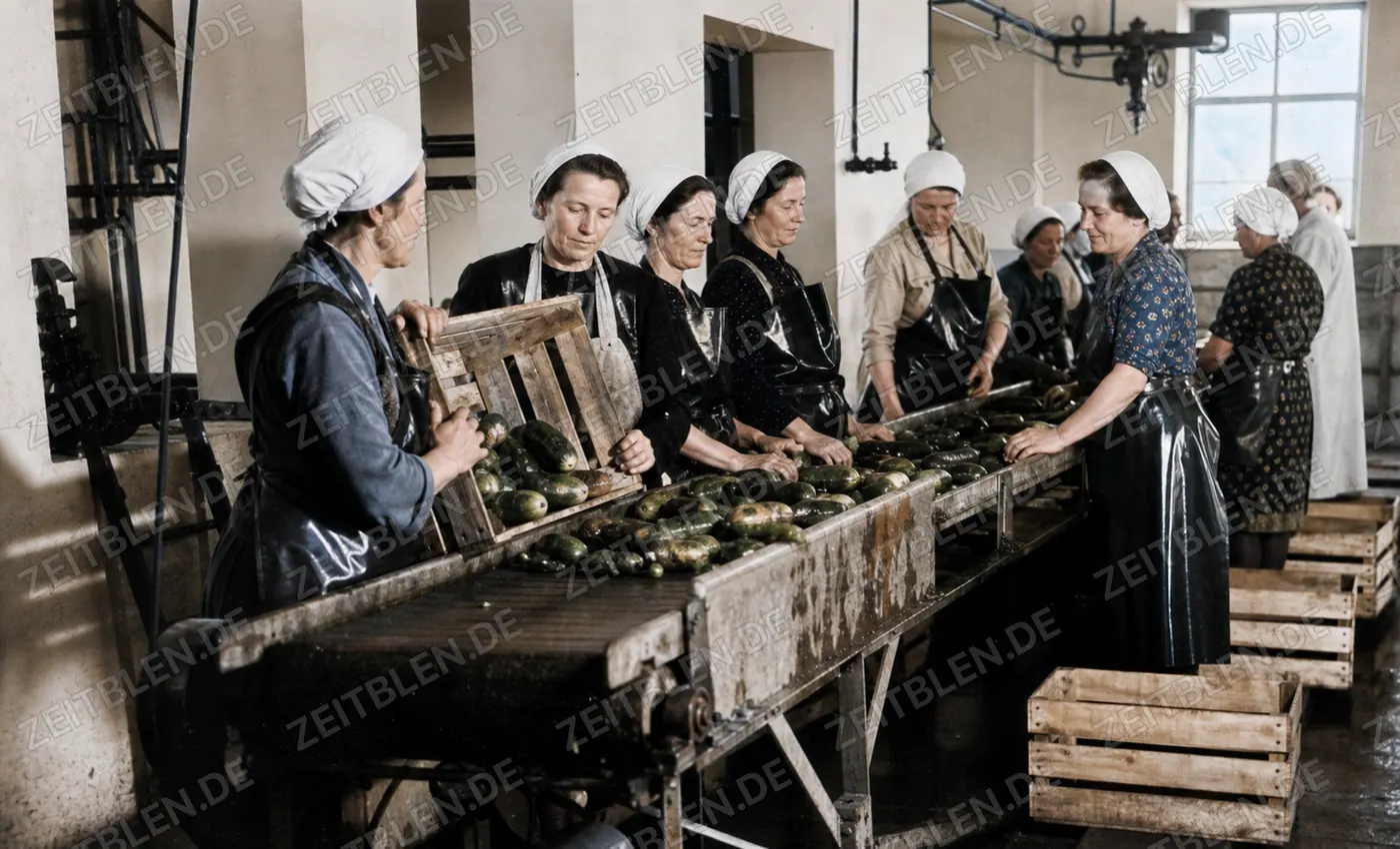 Sortierband in der Durach-Sauerkrautfabrik