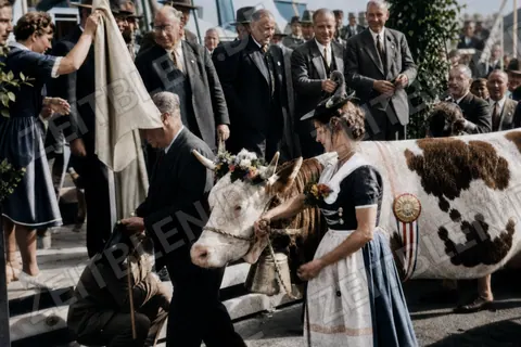 Prämierte Kuh auf der Landwirtschaftsausstellung München