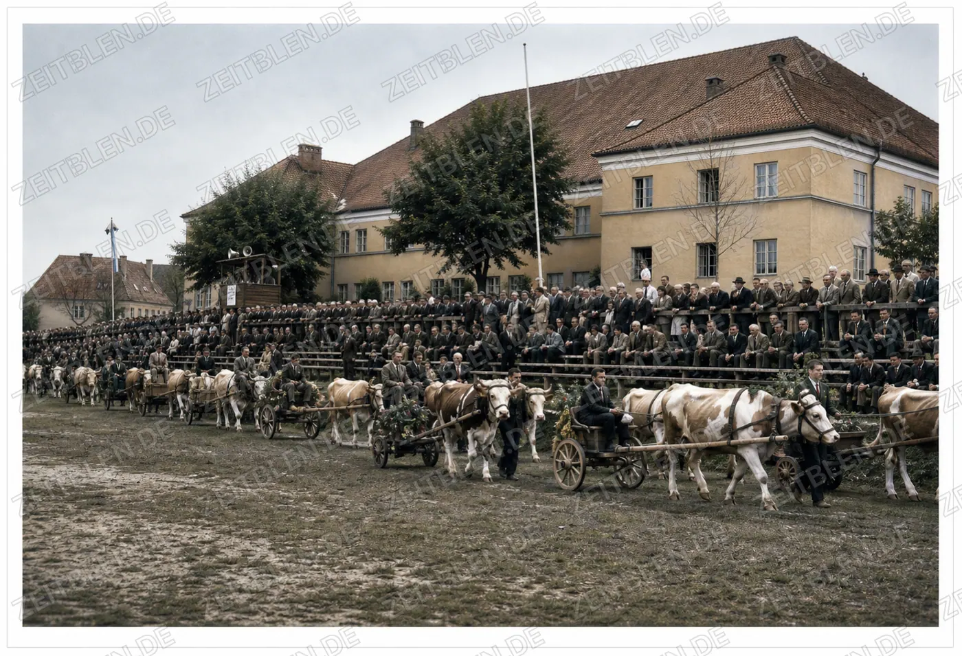 Ochsenrennen beim Chamer Volksfest