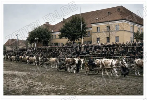 Ochsenrennen beim Chamer Volksfest